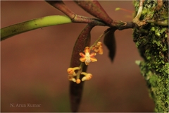 Sarcanthus pauciflorus